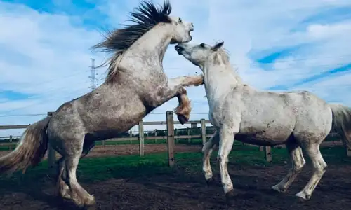 Dieren paard Hoeve Cavallo