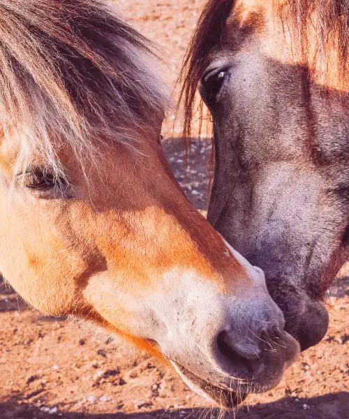 Connectie Coaching in de natuur met paarden