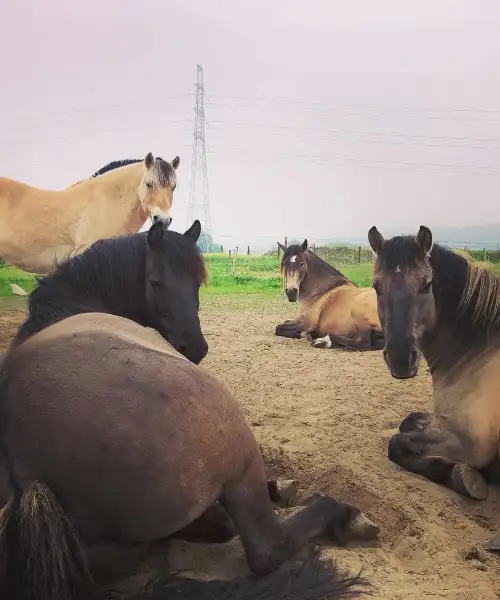 Dagbesteding groene zorg Hoeve Cavallo