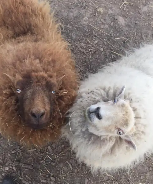 Hoeve Cavallo De Dieren schapen