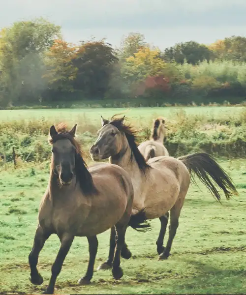 Verblijf pony en paard