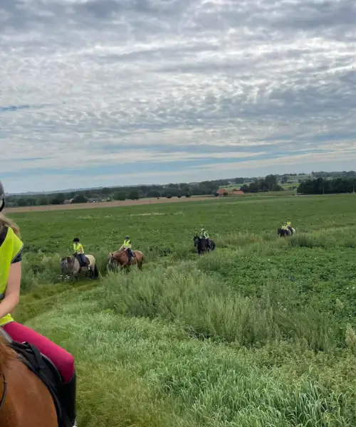 Wandelingen en trektochten paard