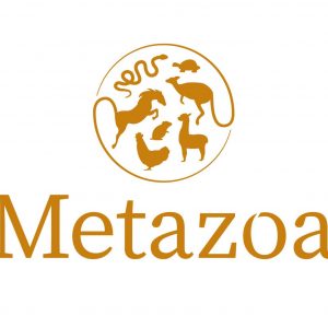 Metazoa