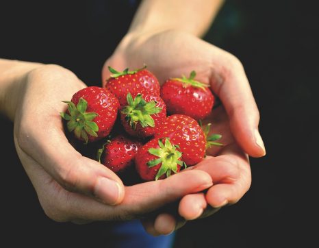 Zwei Hände halten reife Erdbeeren