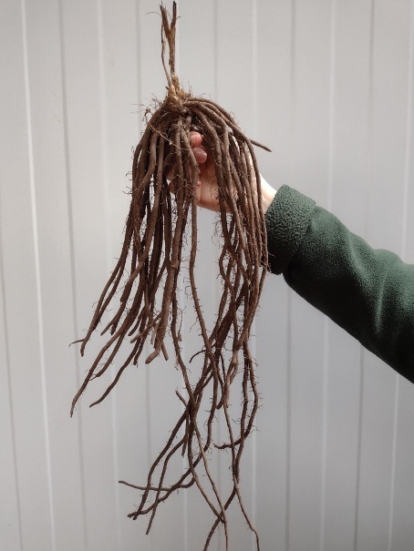 Dieses Bild hat ein leeres Alt-Attribut. Der Dateiname ist Pflanze.jpg