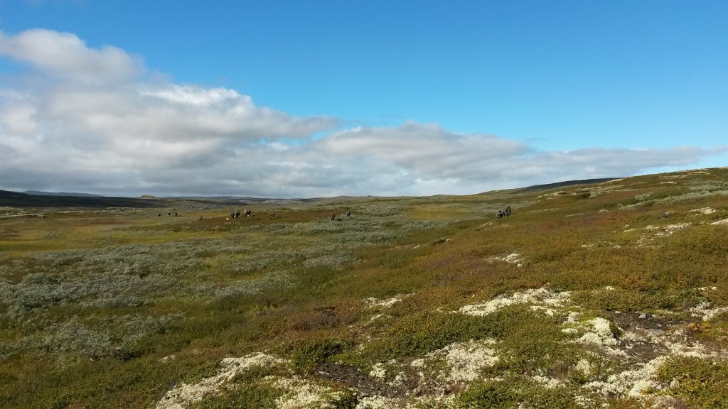 Geiloprøven, Hallingdal Fuglehundklubb