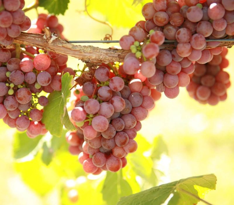 double-a-vineyards-gewurz2-grapevines