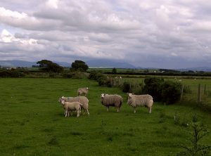 photo of sheep in a field