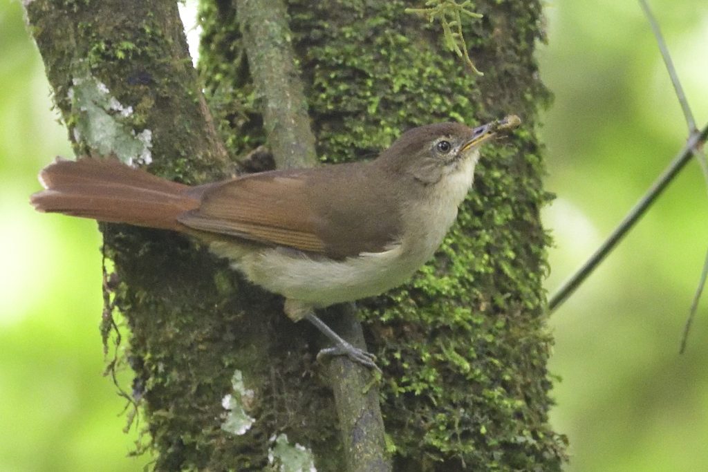 Placid Greenbul – Holmen Birding Safaris