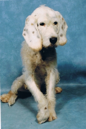 Pijn bij honden (opzetje)