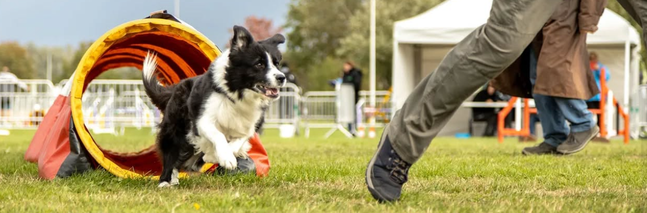 Agility