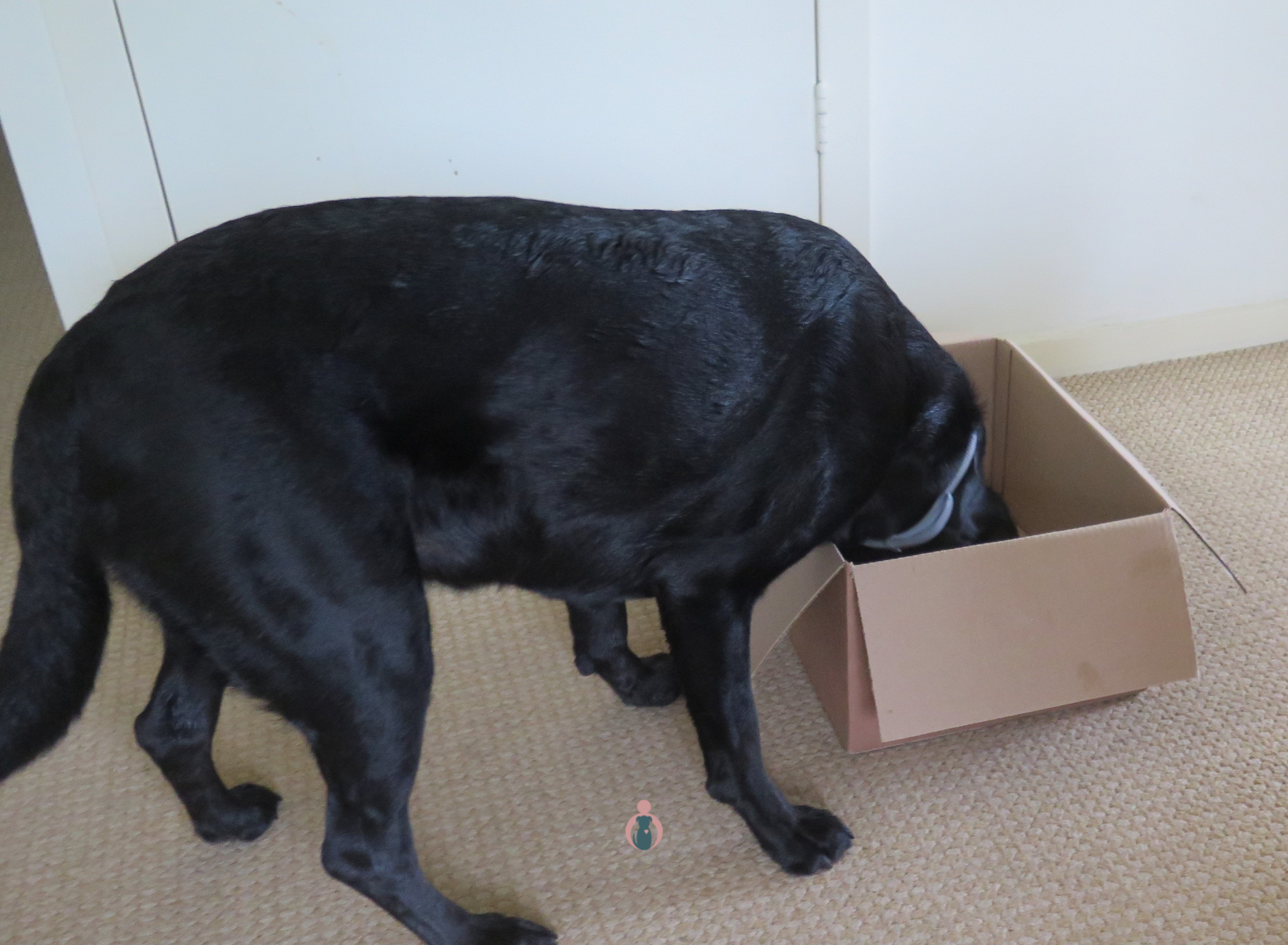 20 Happy Canine - verrijking