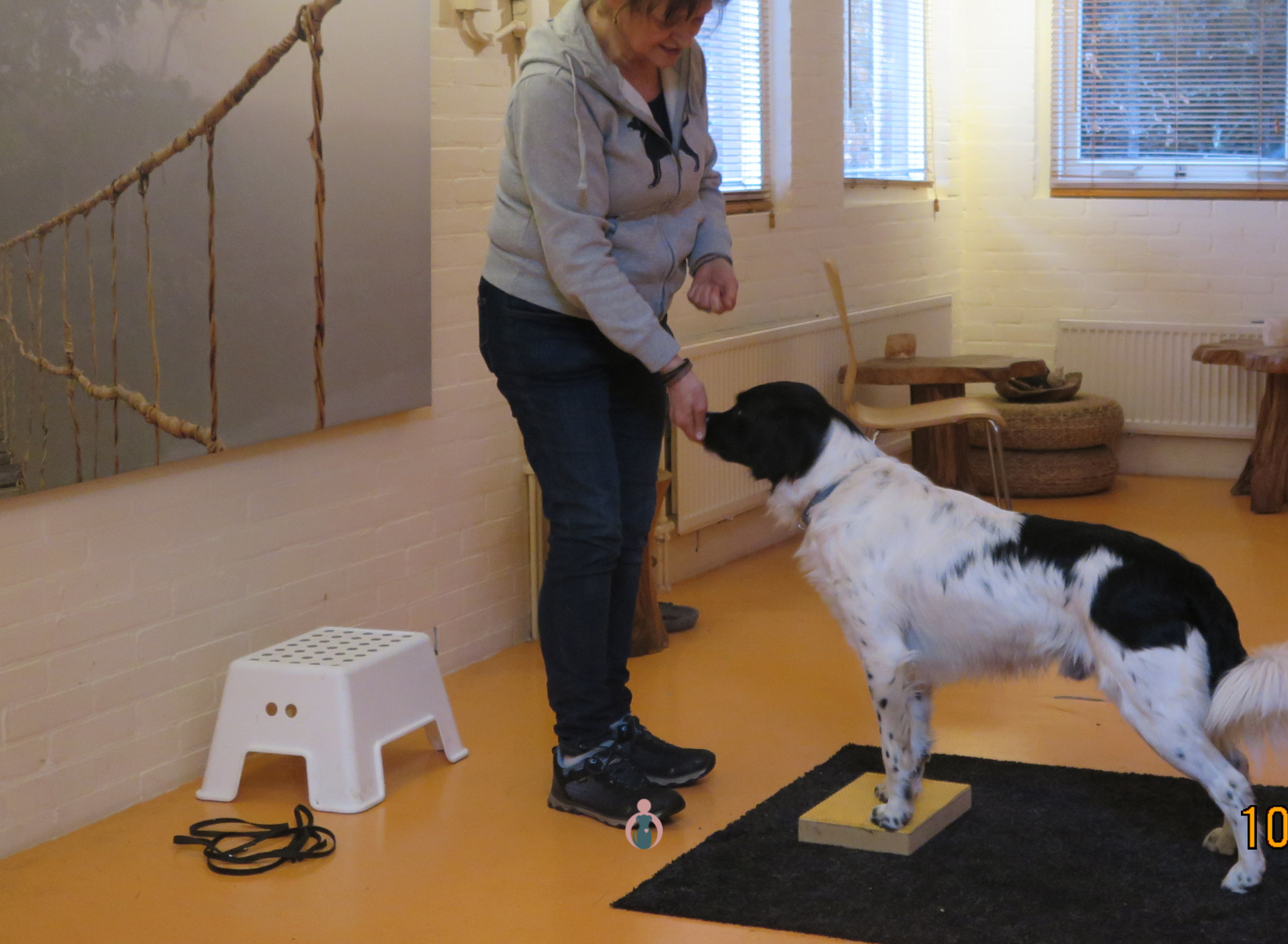 Hond op blokje website Pootjes op