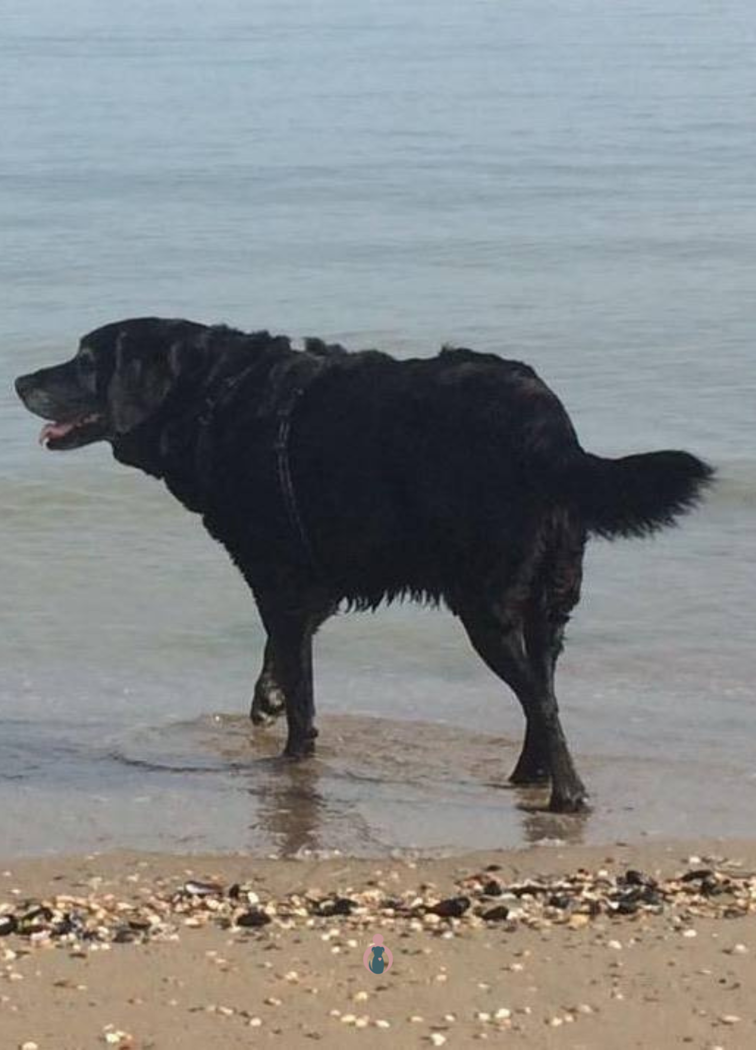 Hond staand 12 Oudere hond in het water