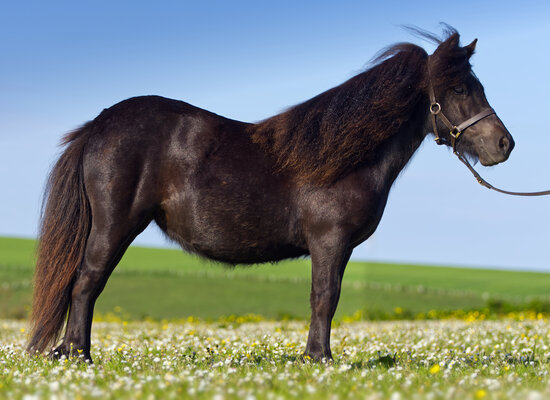 shetland pony filly black