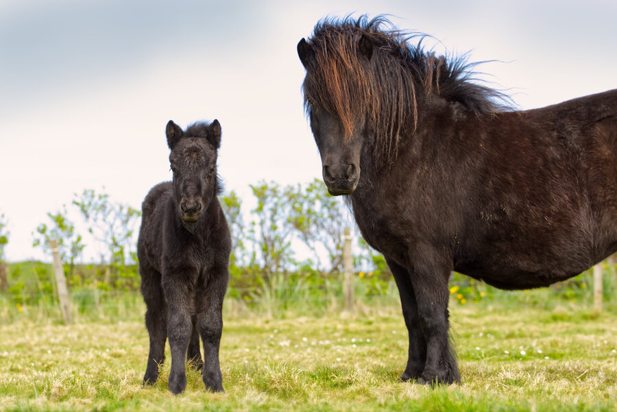 black shetland pony foal