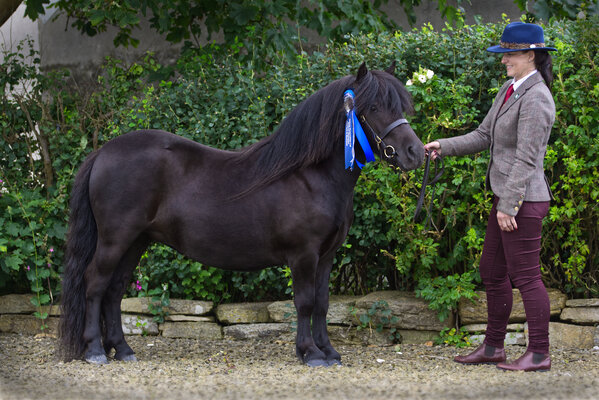 Hools Je t'aime Black Shetland Pony Filly