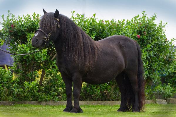 black shetland pony mare