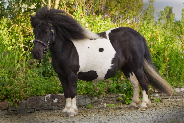 Hools Ocean Piebald Shetland Pony Filly