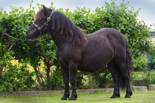 black standard shetland pony colt