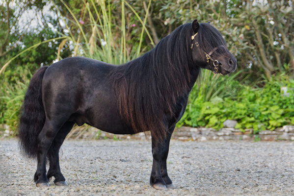 Black Standard Shetland Pony Stallion