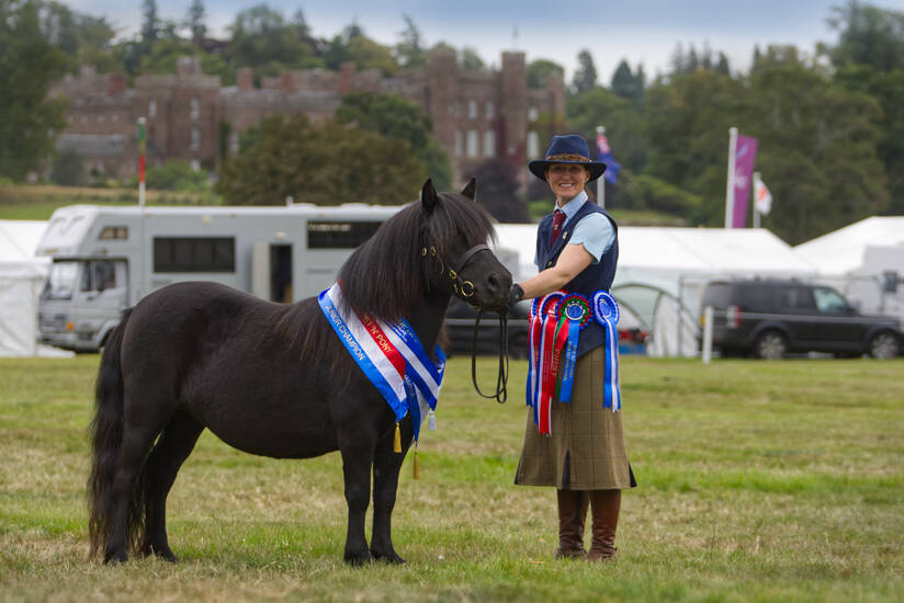 Black shetland pony filly