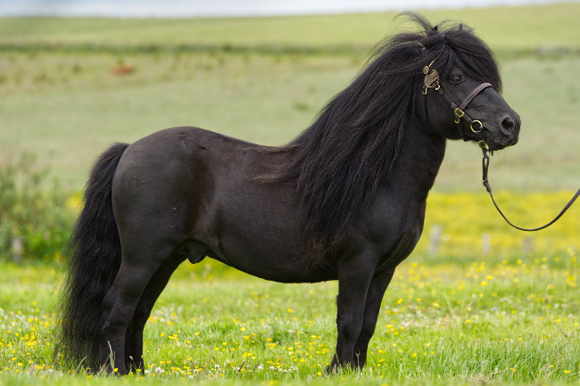 black shetland pony stallion