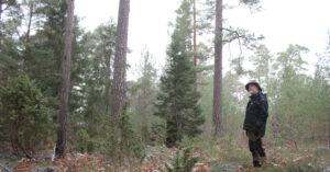 Gotländsk tall till danskt prestigeprojekt