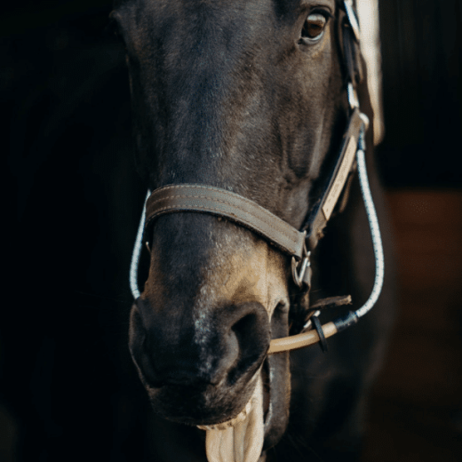 Busy Buddy Horse Calmer