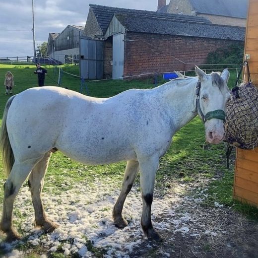 Bird Pony