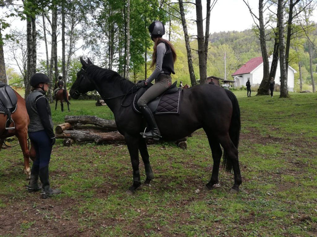 Black event horse in woods
