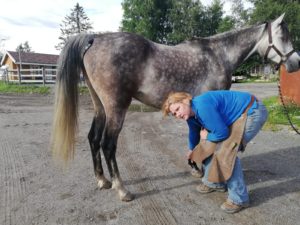 Grey Arab hoof check