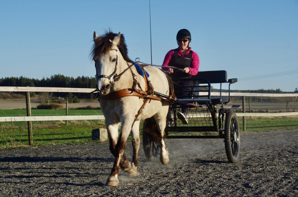 Welsh pony driven in cart
