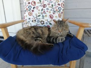 Tabby cat sleeping on chair