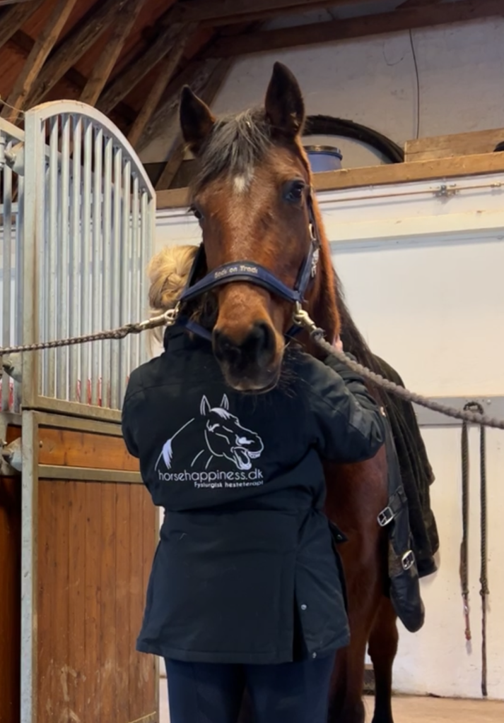 Hesteterapi til hest hos Nyt Hesteliv