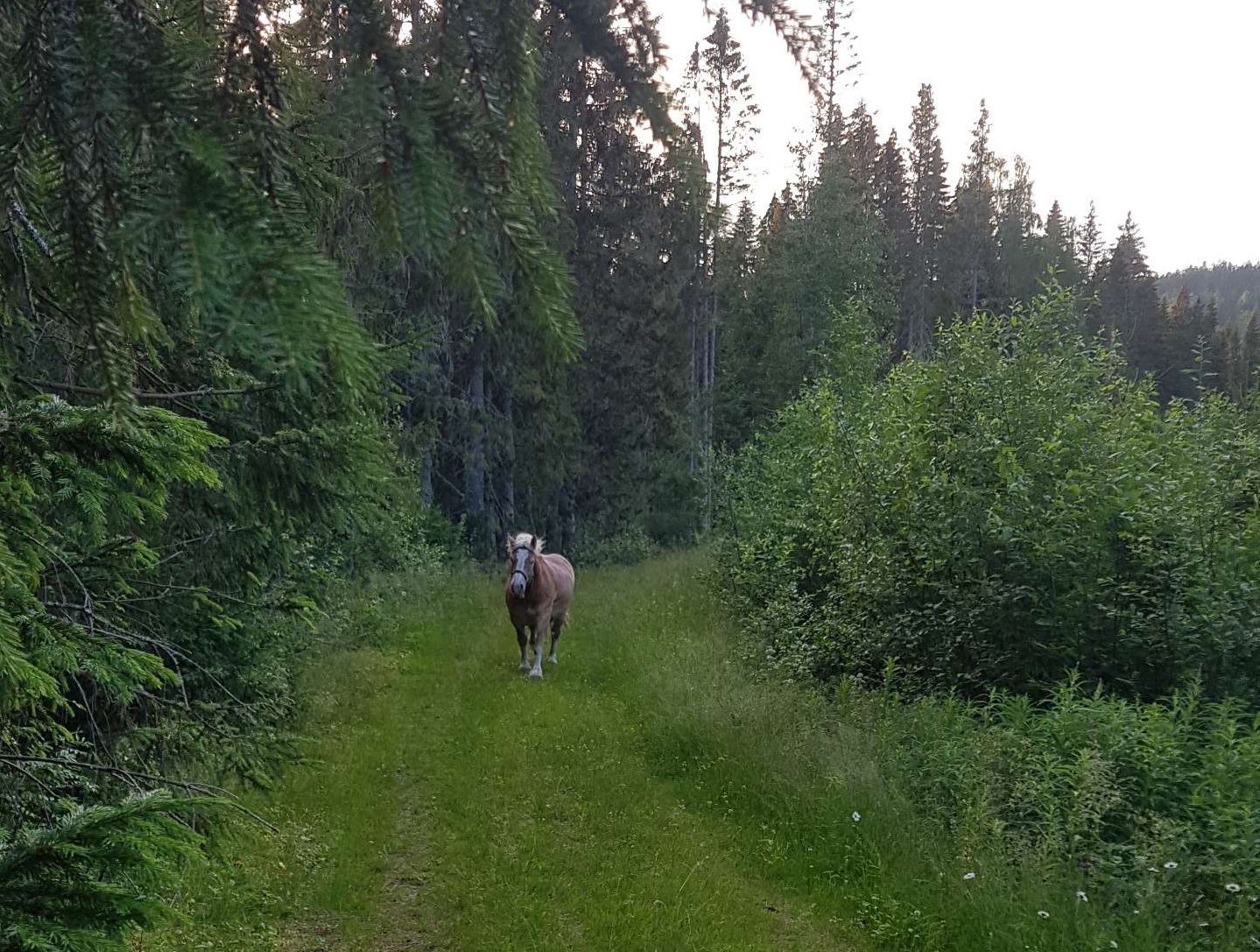 Swedish ardennes horse Tyra running in the woods