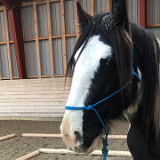 Veltrænet hest