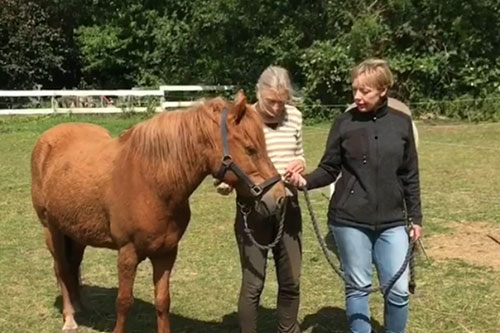 Hesteforståelse – sparring til dig og din hest