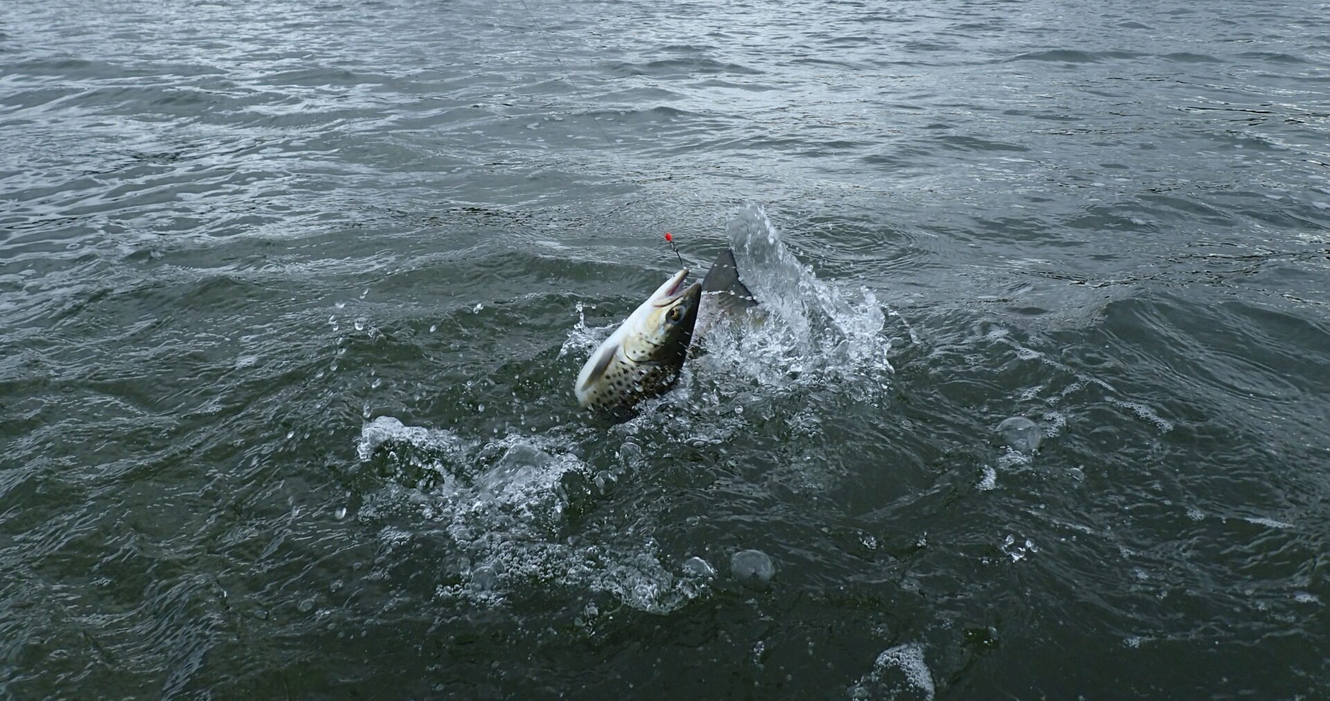 Horsens Fjord er kendt for godt lystfiskeri