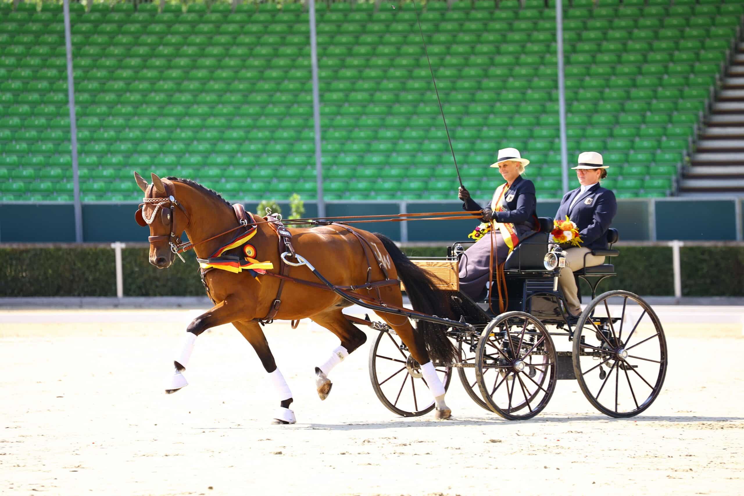 Sieger der 6- und 7-jährigen Fahrpferde: Dream Catcher an den Leinen von Jessica Wächter (Foto: Brit Placzek)