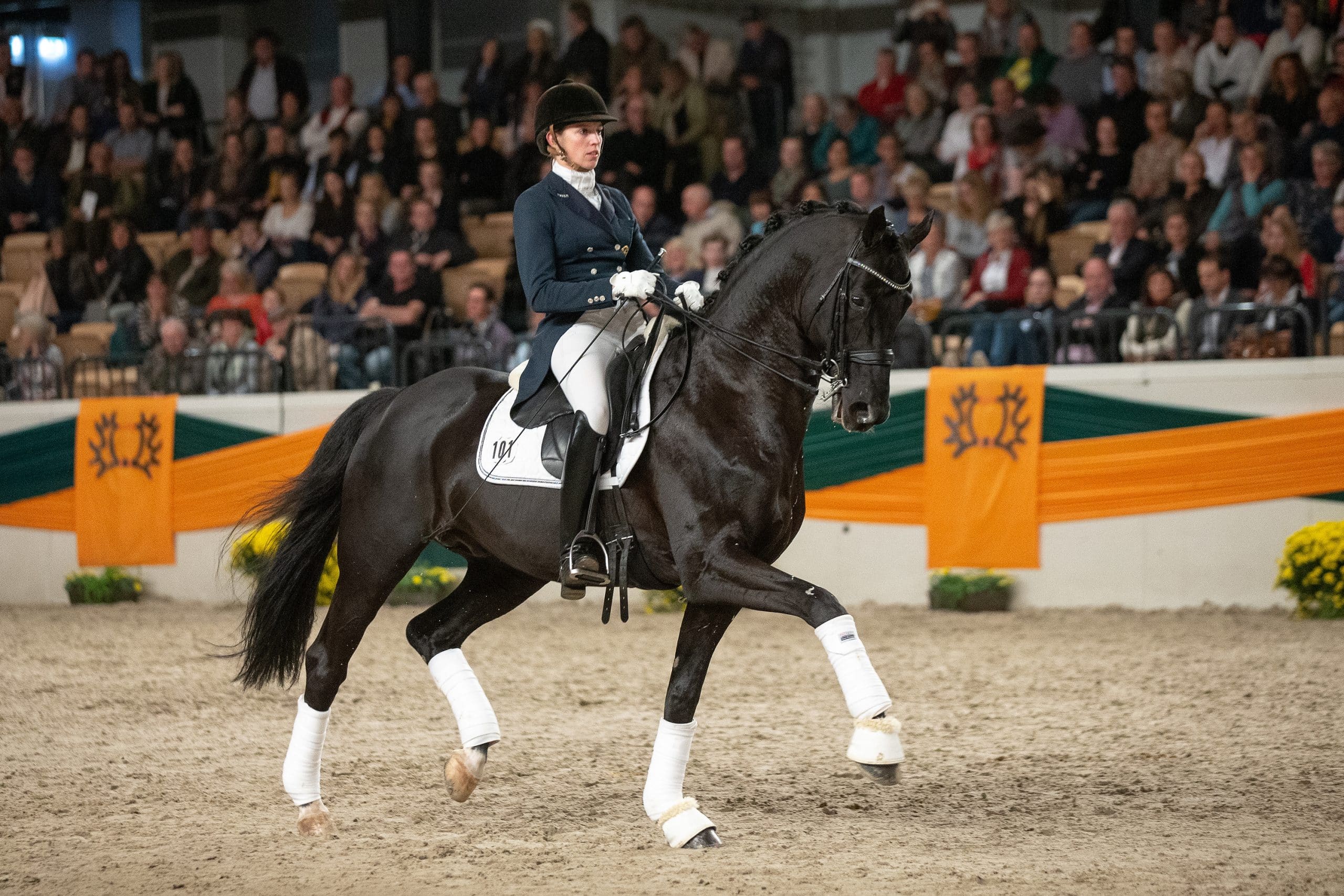 Der vielfach Grand Prix erfolgreiche Trakehner Vererber Herakles v. Gribaldi unter dem Sattel von Paula de Boer Foto: Jutta Bauernschmitt