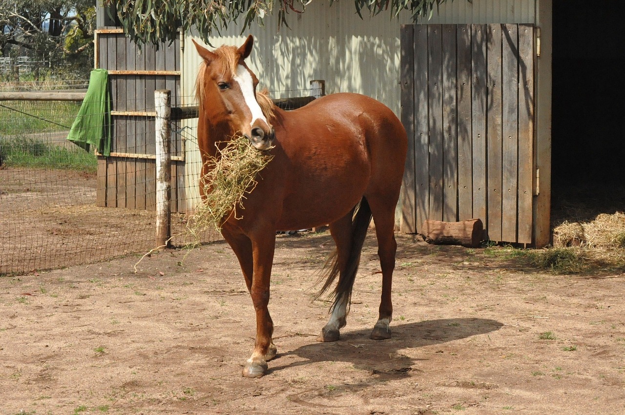 Verdauung und Fütterung des Pferdes ist ein Vortragsthema (Bild: Freie Nutzung durch Pixabay.de/ horse-164914_1280)