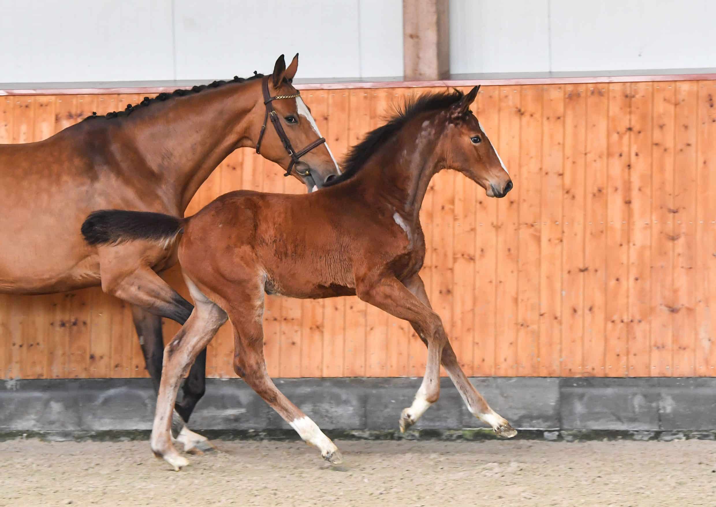 Erdbeerkönig - Hengstfohlen von Emerald x Quidam Revel x Corrado I Foto: Veranstalter