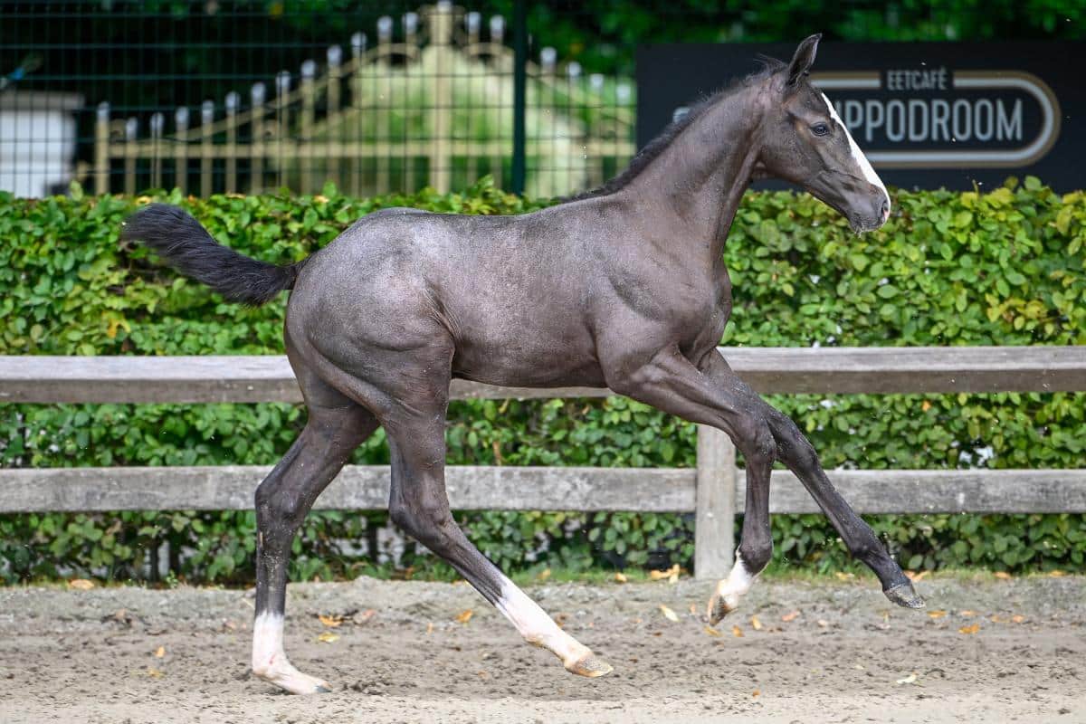 Colt Bad Joke ( Ermitage Kalone x Toulon) ist ein Halbbruder von Olympic Music (1,50 m-Niveau). Seine Mutter ist eine Halbschwester von Funky Music (1,60 m GP ), der Mutter von El Torreo de Muze (1,70 m GP) und Bretling du Paradis Z (1,60 m GP).