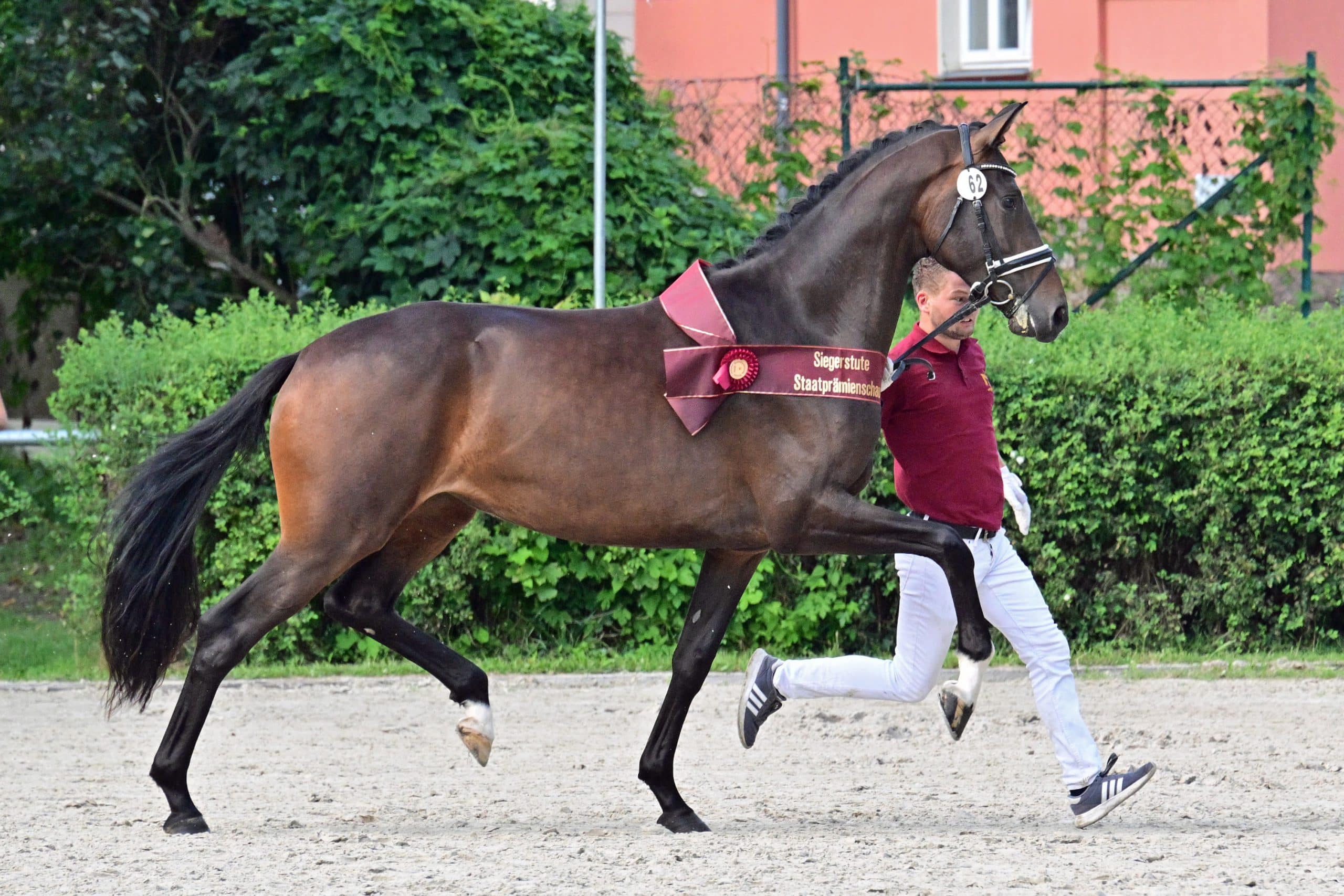 Beste dressurbetonte DSP Stute Very Nice von Vitalis–Sir Donnerhall I. (Foto: www.bjoern-schroeder.de)