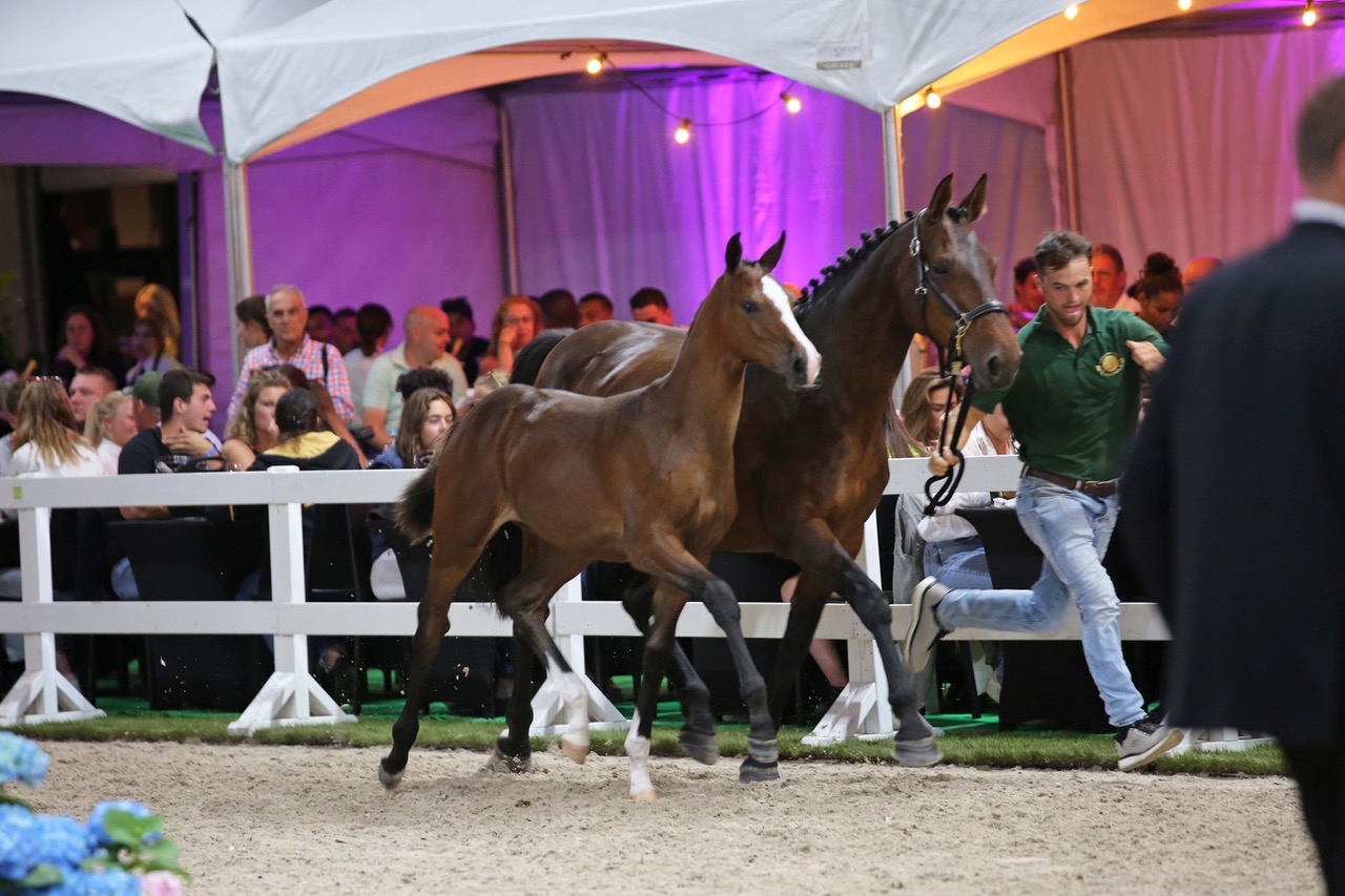 Eines der beiden Stutfohlen, die für 64.000 Euro verkauft wurden, ist Elite de Jolie Z ( Ermitage Kalone x Calato ), eine Halbschwester zweier 1,60 m Grand-Prix-Pferde