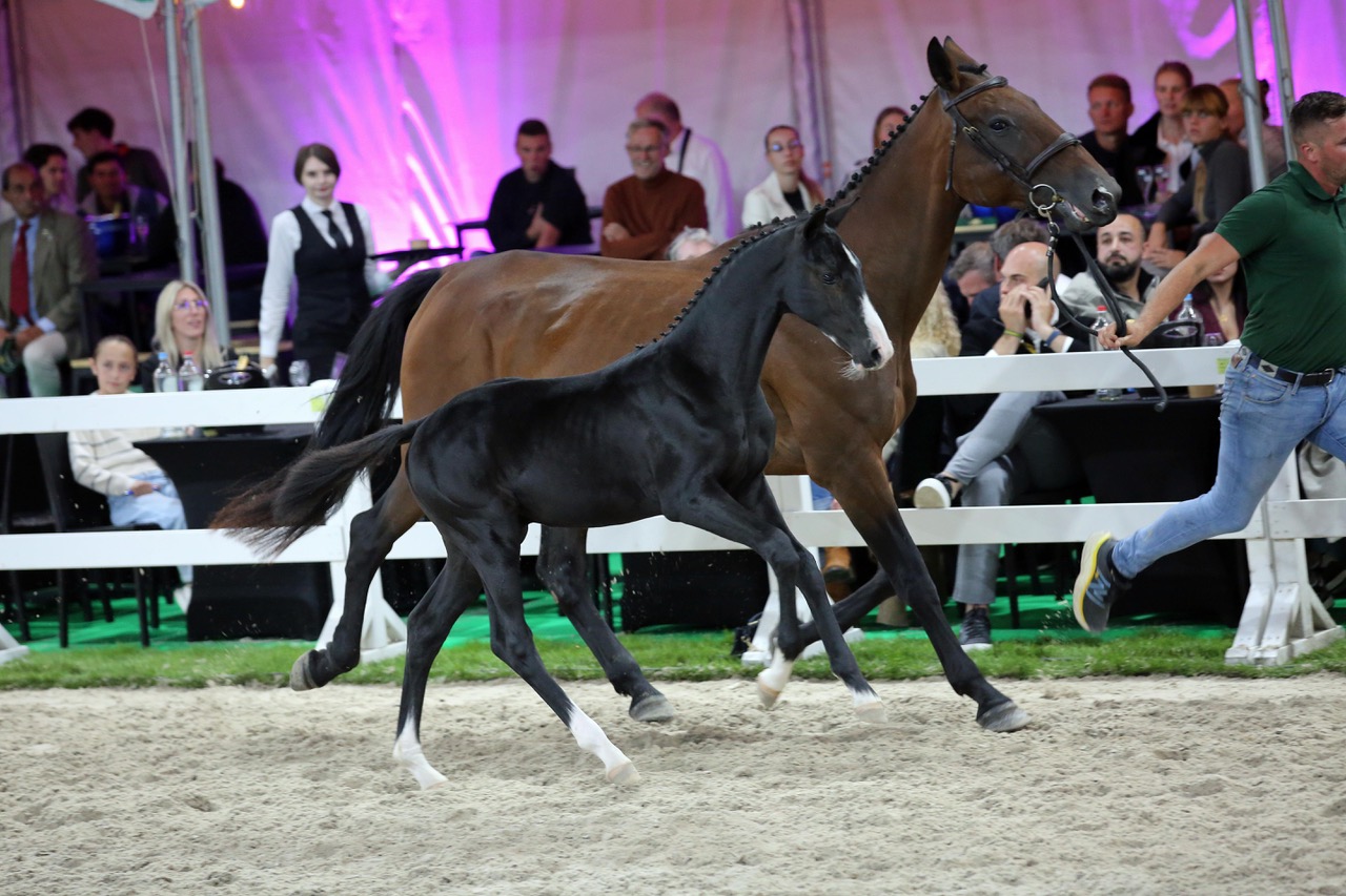 Black Magic van ’t Gelutt (Cornet Obolensky x Colbert GTI) - 78.000 euro. Foto Wendy Scholten