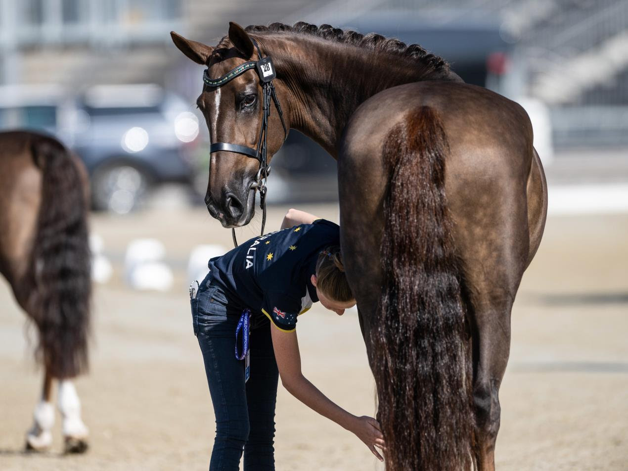 Carbery Estate Chino von Tor Van Den Berge (AUS) schaut dem Bräutigam vor dem Tierarztcheck bei der FEI-Weltmeisterschaft der Vierspänner in Szilvásvárad (HUN) zu. © FEI/Martin Dokoupil