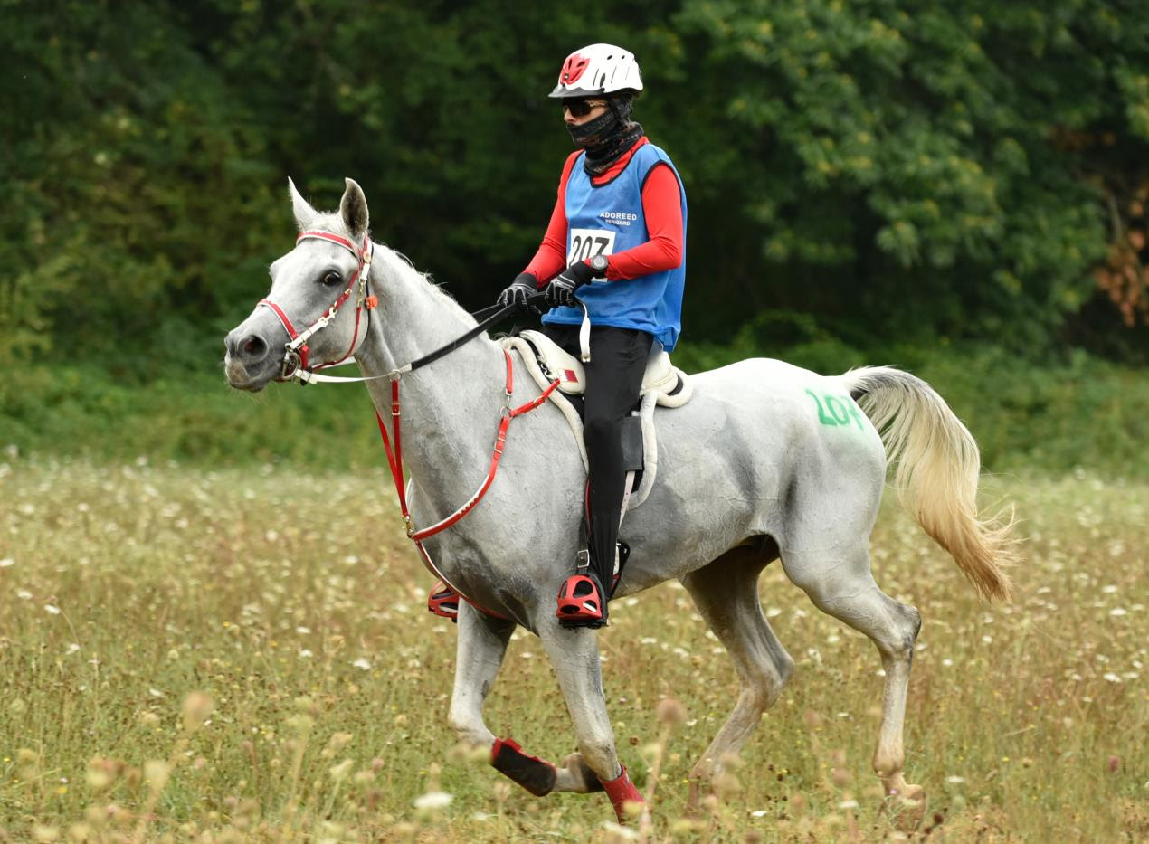 Everest La Majorie, der diese Woche an der FEI Endurance World Championship in Monpazier (FRA) teilnehmen wird. Foto mit freundlicher Genehmigung von Haras de la Majorie.