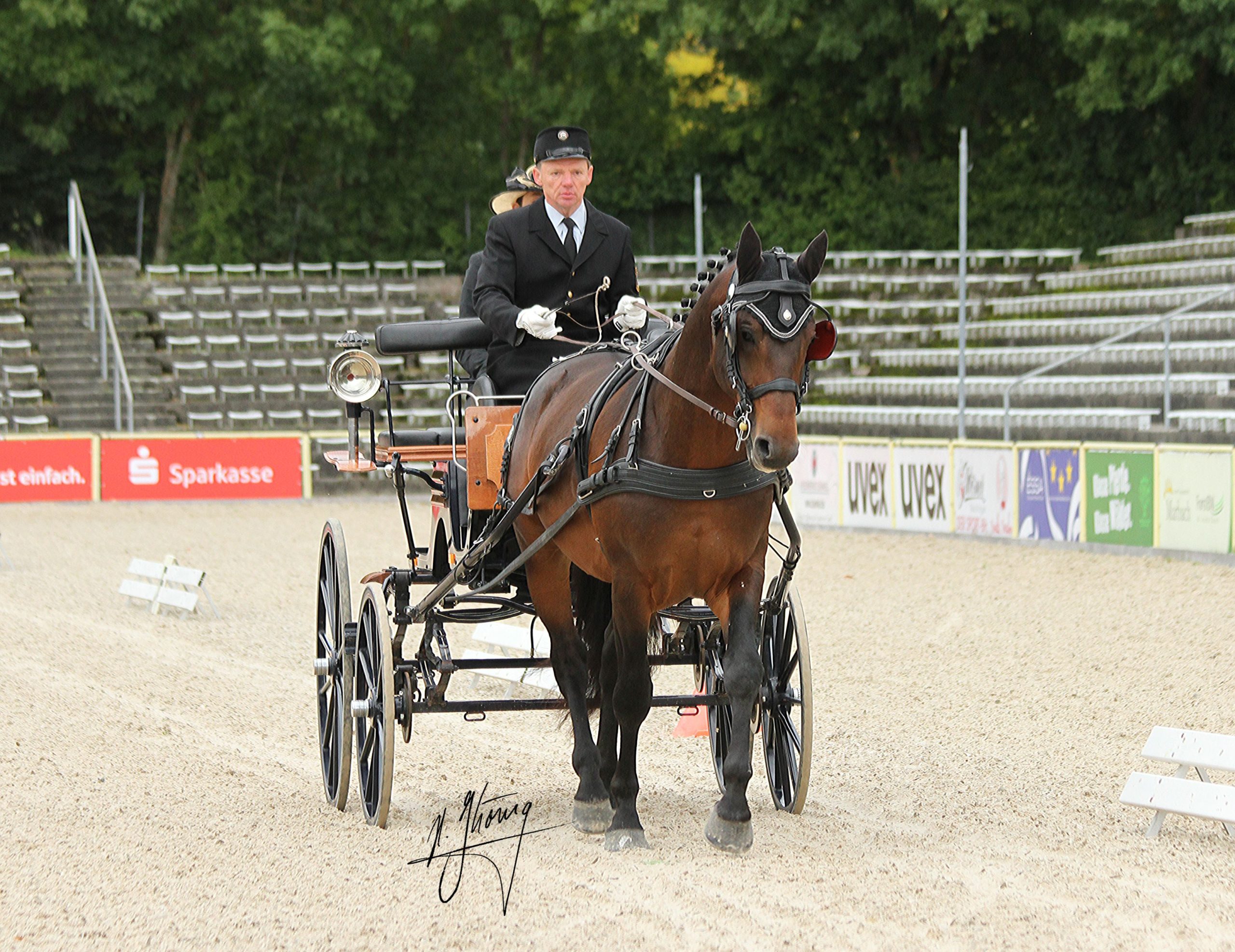 Das Altwürttemberger Pferd wird landläufig auch „Herr und Bauer“ genannt: Marbacher Landbeschäler LVV Aragon v. Artus – Schalk (Züchter: Meinrad Maurer) (Foto: Horst König)